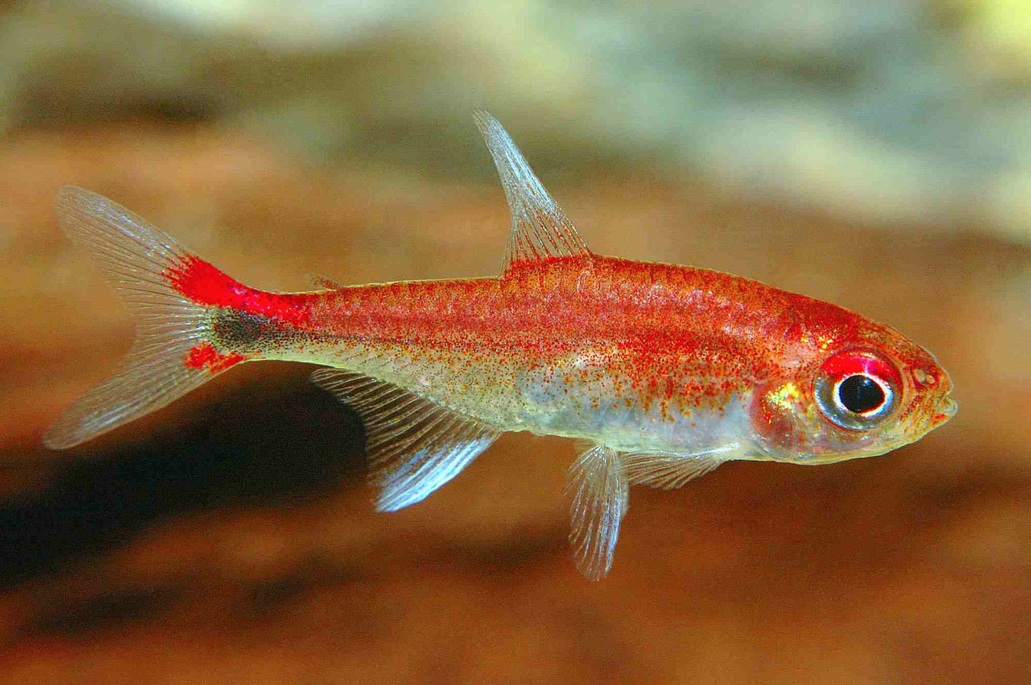 Pfeffersalmler (Axelrodi Riesei) - ein kleinbleibender Minifisch fürs Aquarium bei Aquarissimo