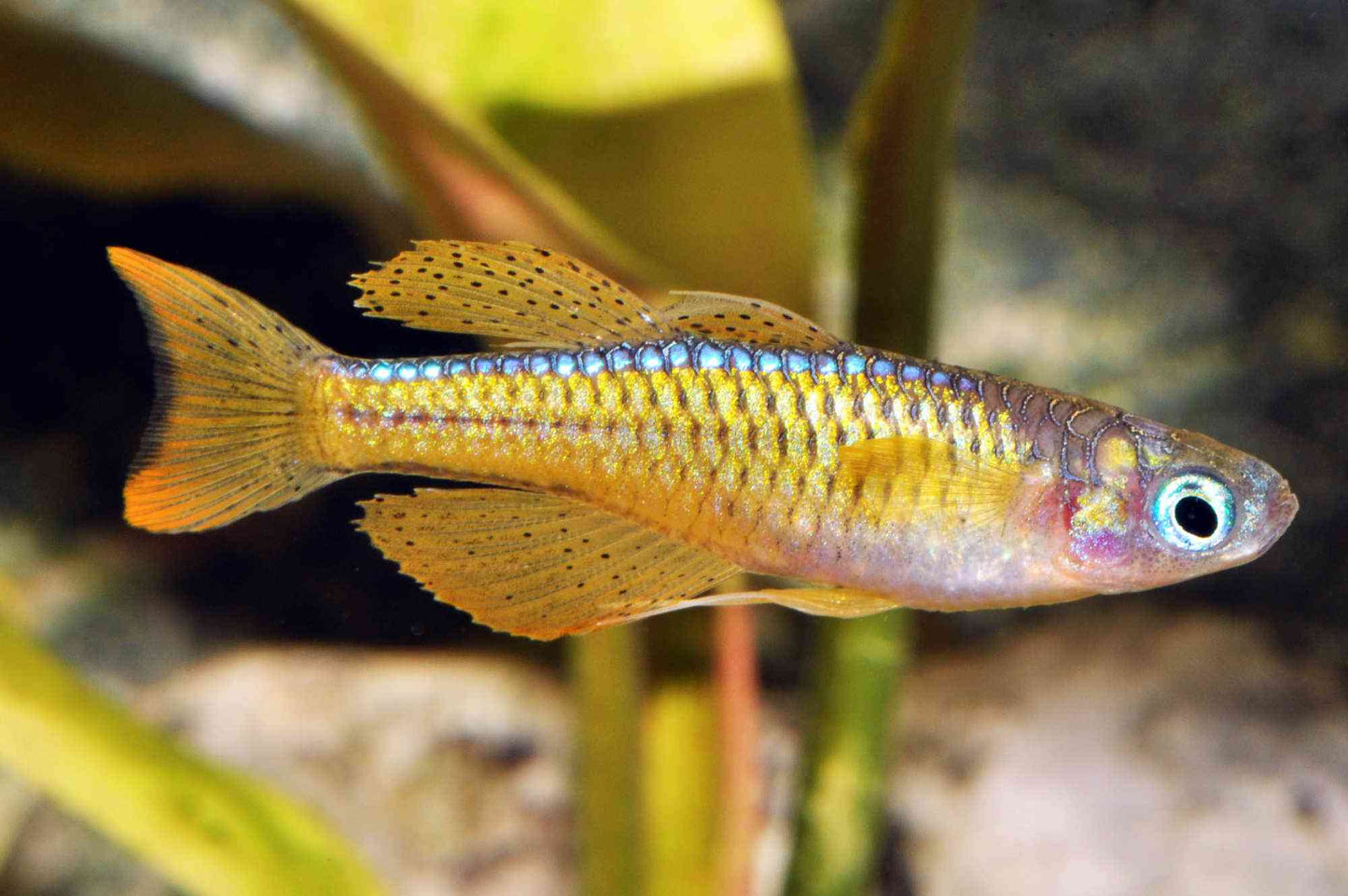 Pseudomugil luminatus/pascai - Paska-Blauauge