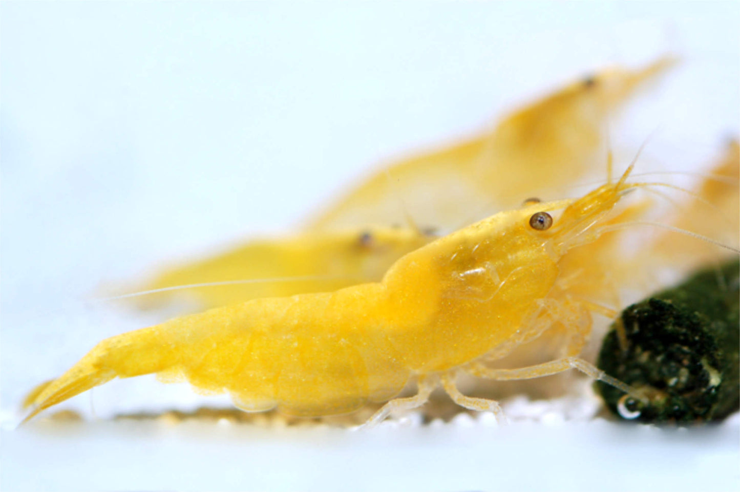Yellow Fire Garnele (Neocaridina davidi) – gelbe Zwerggarnele im Aquarium von Aquarissimo