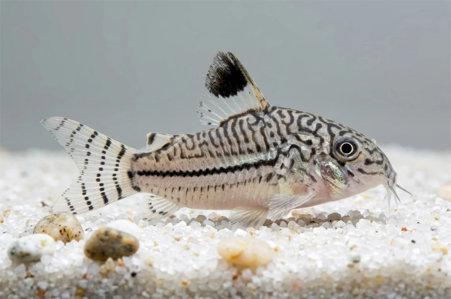 Corydoras julii (Julis Panzerwels) mit Punktmuster im Aquarium von Aquarissimo