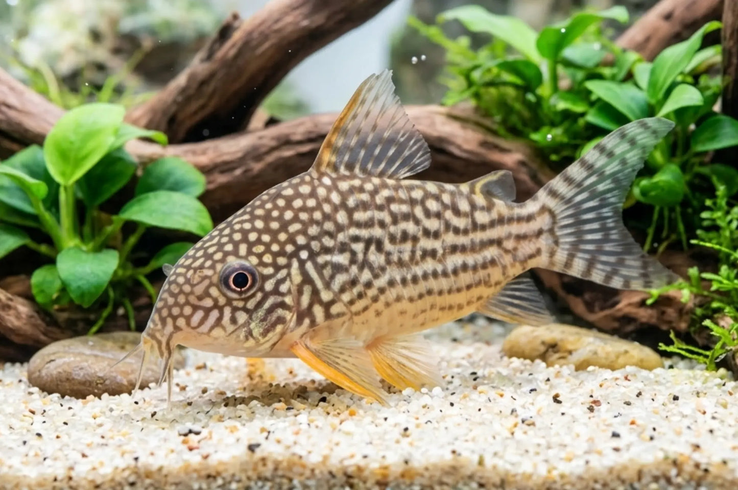 Corydoras sterbai (Sterbas Panzerwels) bei der Futtersuche im Aquarium von Aquarissimo