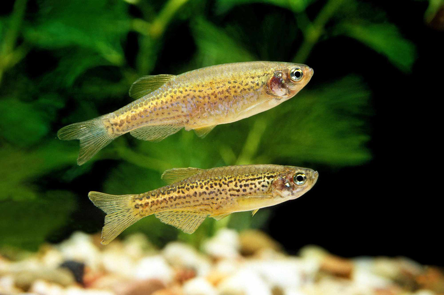 Danio frankei (Leopardbärbling) mit markantem Fleckenmuster im Aquarium von Aquarissimo