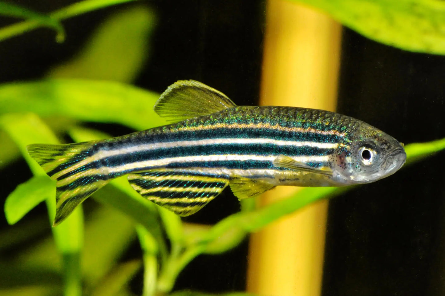 Danio rerio (Zebrabärbling) beim schnellen Schwimmen im bepflanzten Aquarium von Aquarissimo