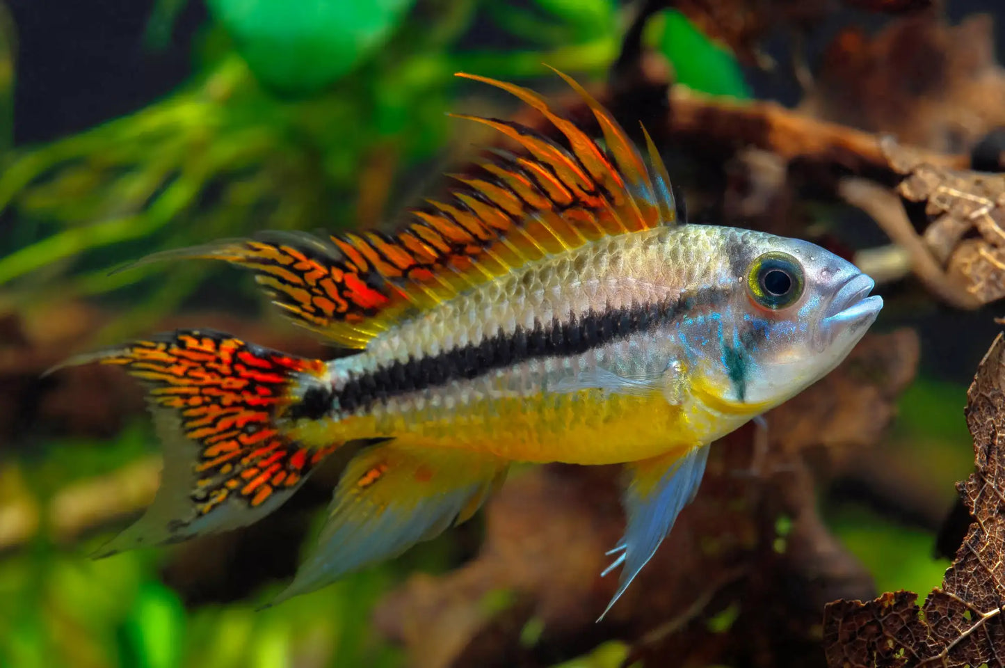 Kakadu-Zwergbuntbarsch (Apistogramma cacatuoides) im bepflanzten Süßwasseraquarium.
