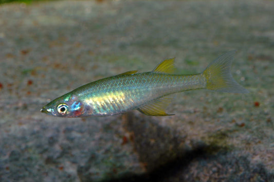 Weibchen des Prachtregenbogenfisches (Iriatherina werneri) – aufgenommen im Aquarium von Aquarissimo
