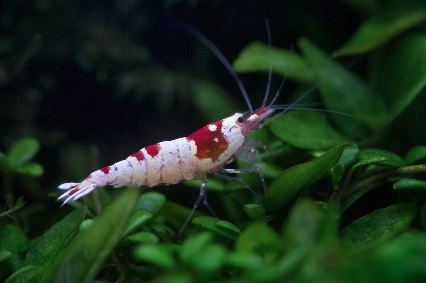 Pure Red Line (PRL) Red Bee Garnele (Caridina logemanni) aus eigener deutscher Leitungswasser-Nachzucht im Aquarium von Aquarissimo