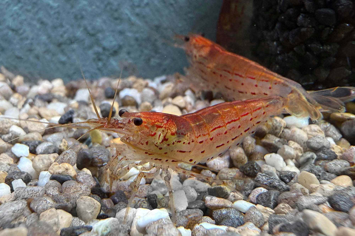 Rote Amanogarnele (Caridina multidentata) – seltene rote Zuchtform der Amanogarnele bei Aquarissimo