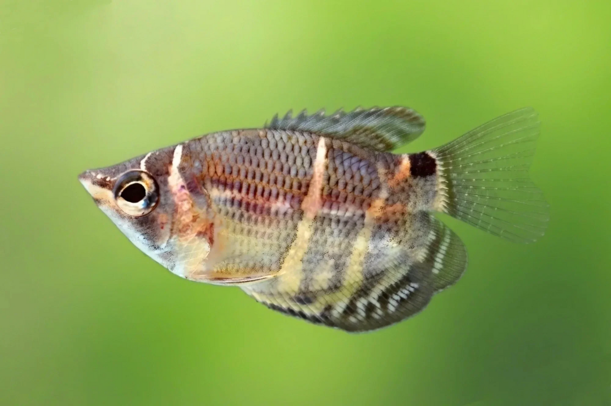 Schokoladengurami (Sphaerichthys osphromenoides) aus deutscher Nachzucht in einem dicht bepflanzten Süßwasseraquarium.