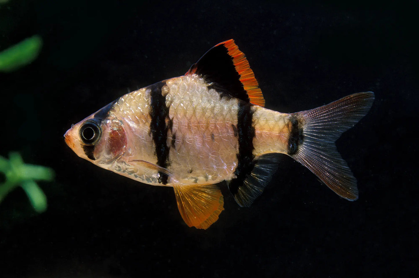 Aktive Sumatrabarbe (Puntigrus tetrazona) mit charakteristischen Querstreifen bei Aquarissimo