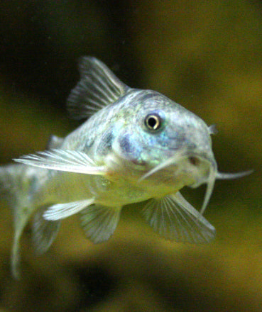 Bodenfische