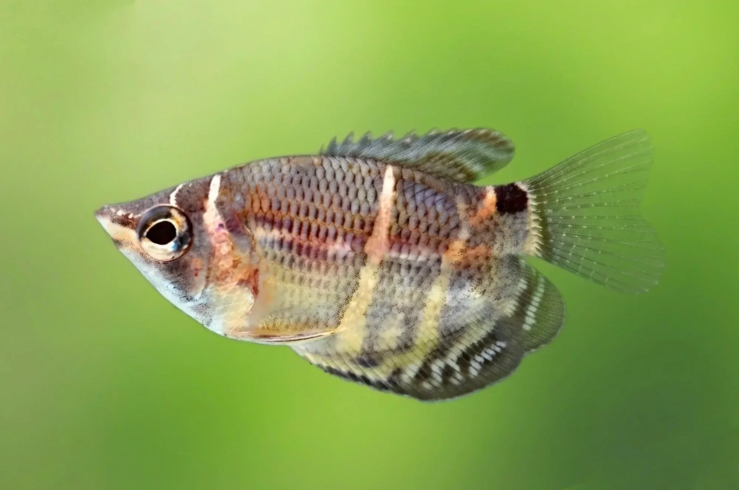 Schokoladengurami (Sphaerichthys osphromenoides) aus deutscher Nachzucht in einem dicht bepflanzten Süßwasseraquarium.