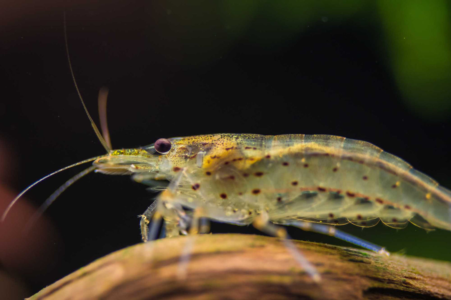 Amanogarnele – Caridina multidentata