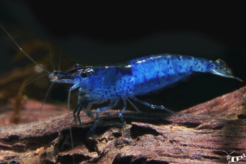 Blue Dream Garnele (Neocaridina davidi) – strahlend blaue Zwerggarnele aus dem Sortiment von Aquarissimo