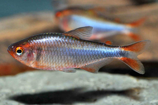 Brombeersalmler (Hyphessobrycon wadai) – aktiver Salmler für das Aquarium