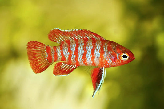 Scharlachroter Zwergblaubarsch (Dario dario, Scarlet Red) aus deutscher Nachzucht in einem dicht bepflanzten Süßwasseraquarium.