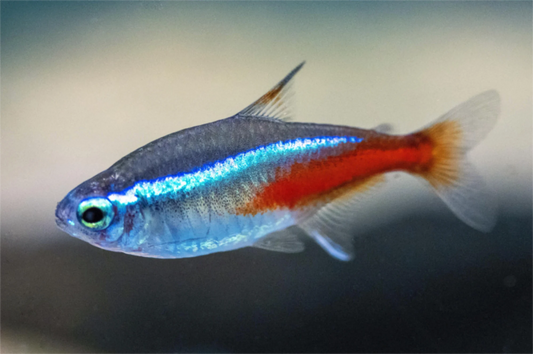 Neontetra - Neonsalmler - Paracheirodon innesi