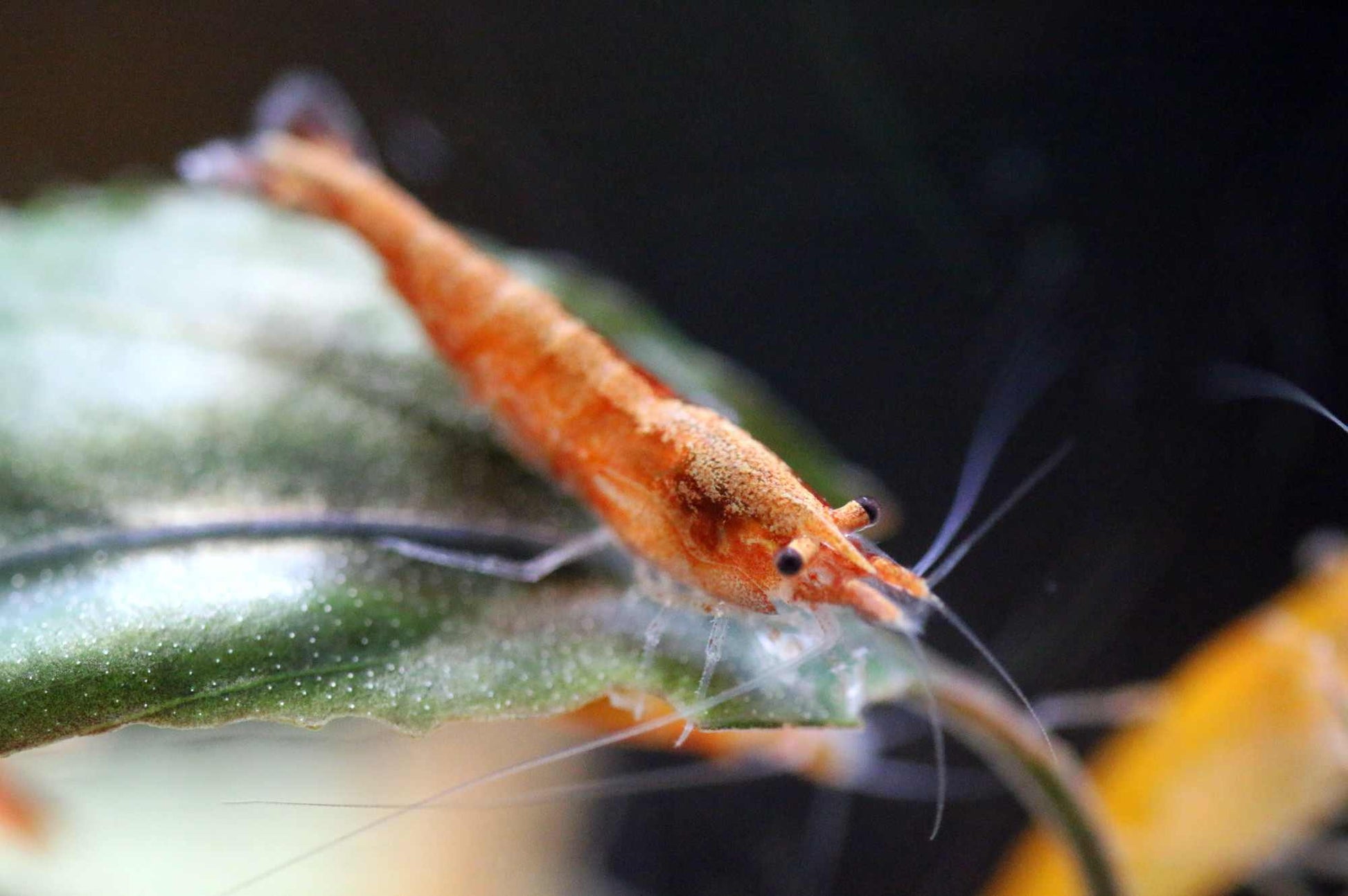 Orange Sakura Garnele (Neocaridina davidi) – orange Zwerggarnele im Aquarium von Aquarissimo