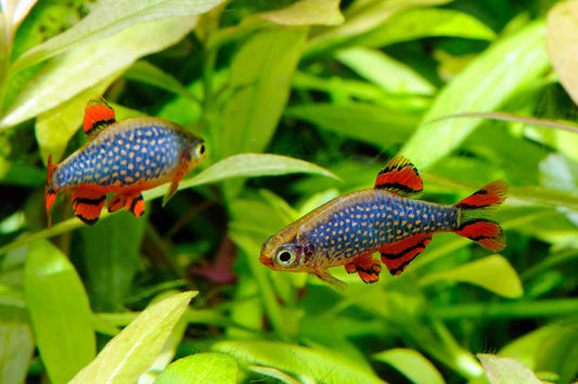 Perlhuhnbärbling - Danio margaritatus
