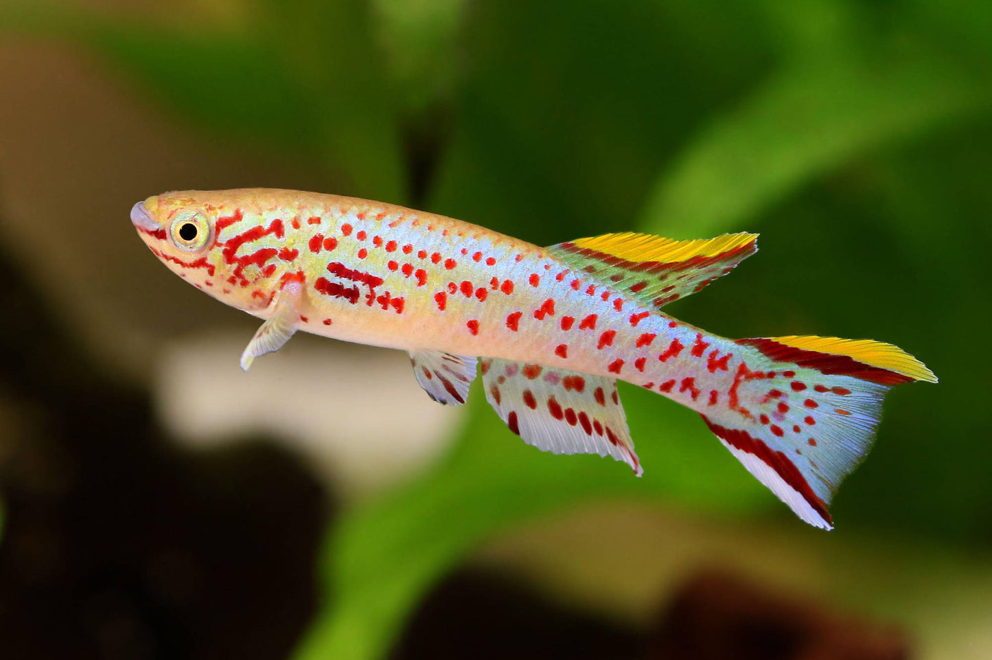 Stahlblauer Prachtkärpfling (Fundulopanchax gardneri) aus deutscher Nachzucht im bepflanzten Süßwasseraquarium.