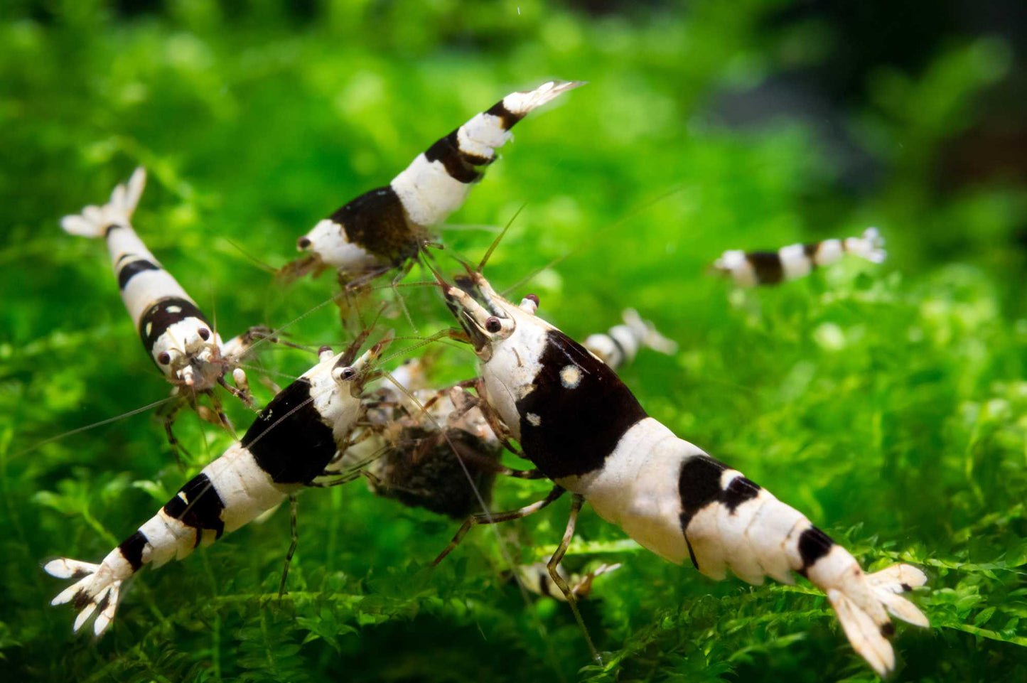 Pure Black Line (PBL) Black Bee Garnele (Caridina logemanni) aus eigener deutscher Leitungswasser-Nachzucht im Aquarium von Aquarissimo
