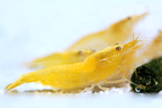 Yellow Fire Garnele (Neocaridina davidi) – gelbe Zwerggarnele im Aquarium von Aquarissimo