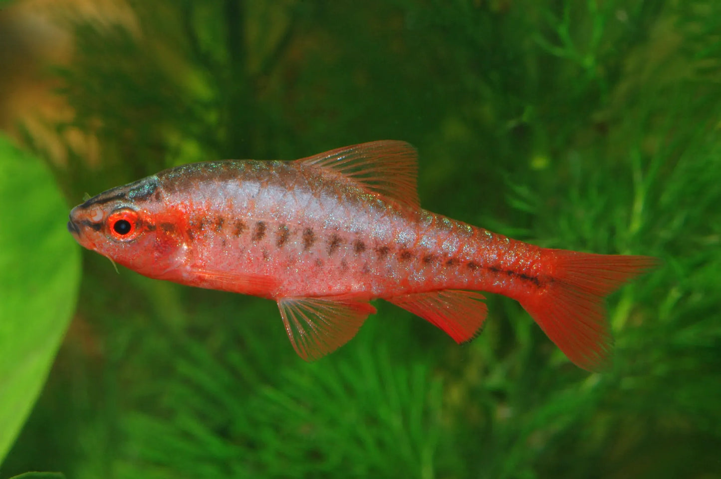 Farbenprächtige Bitterlingsbarbe (Puntius titteya) in einem Aquarissimo-Aquarium