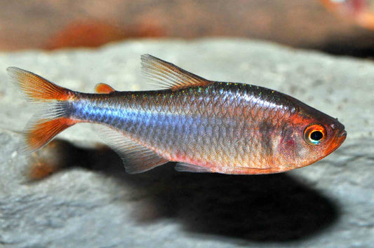 Brombeersalmler (Hyphessobrycon wadai) – attraktive Salmler für das Aquarium von Aquarissimo