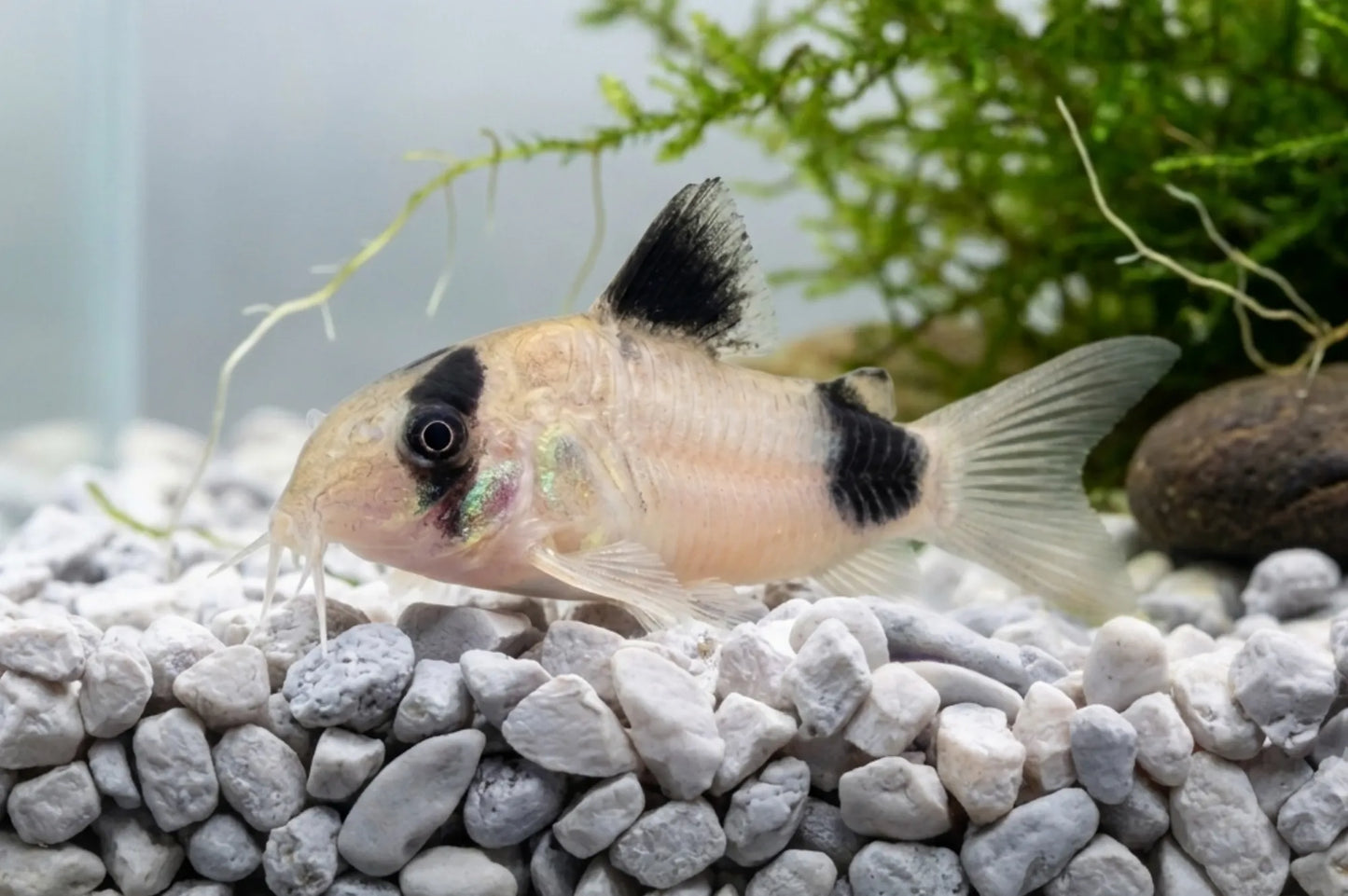 Corydoras panda (Pandapanzerwels) mit charakteristischer Augenmaske bei Aquarissimo