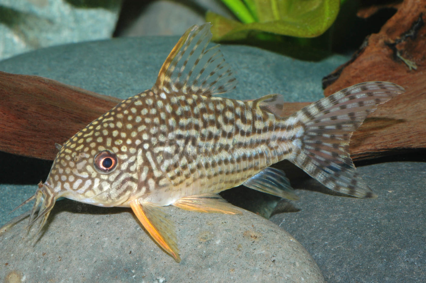 Nahaufnahme von Corydoras sterbai bei der Futtersuche auf Steinen im Aquarium von aquarissimo