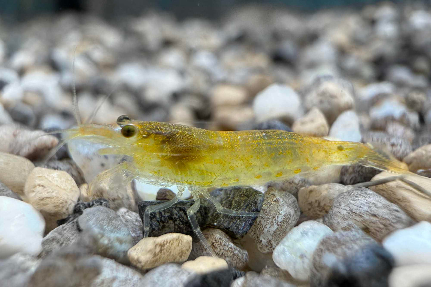 Gelbe Amanogarnele (Caridina multidentata) – seltene gelbe Zuchtform der Amanogarnele bei Aquarissimo