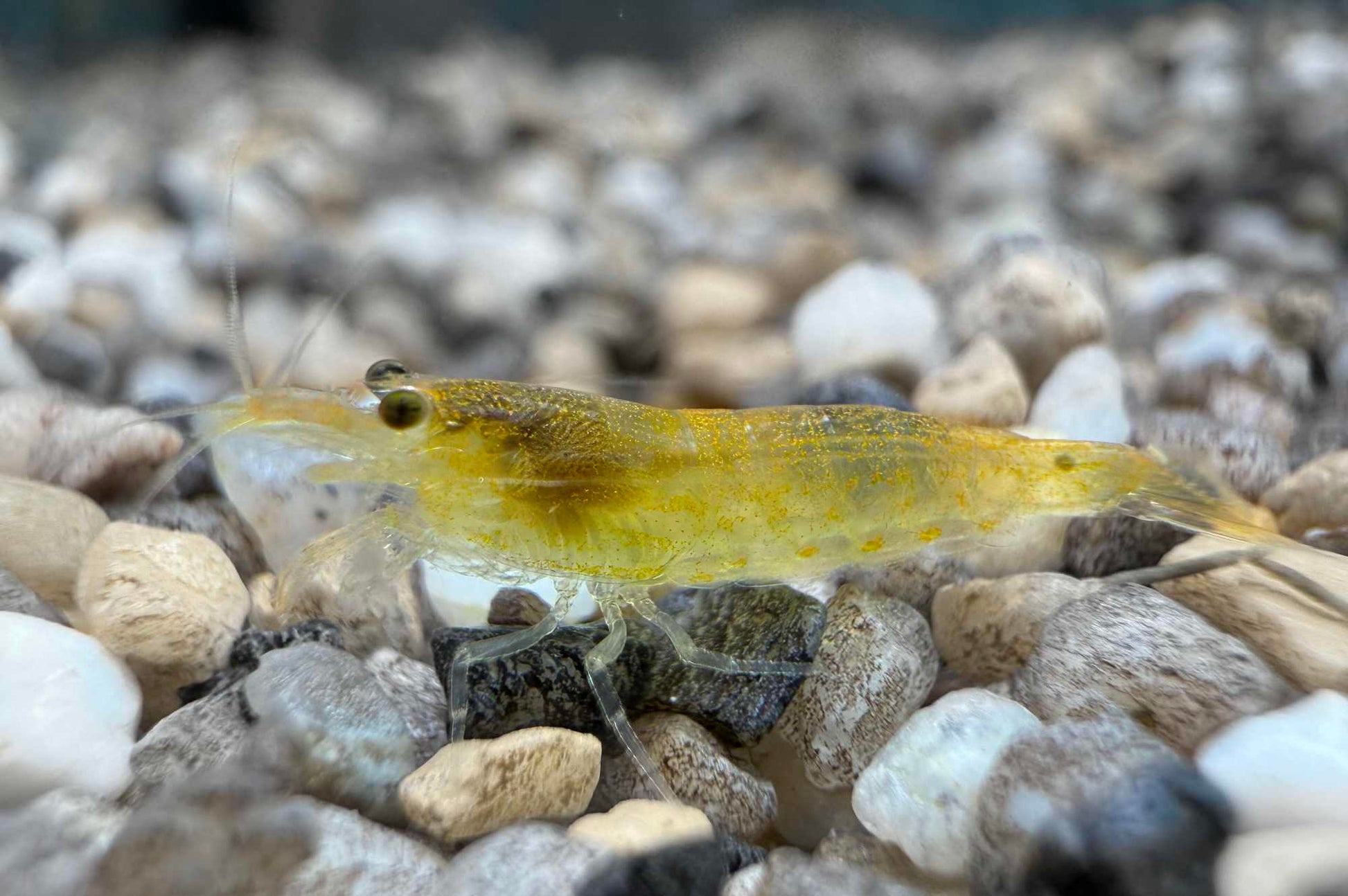 Gelbe Amanogarnele (Caridina multidentata) – seltene gelbe Zuchtform der Amanogarnele bei Aquarissimo