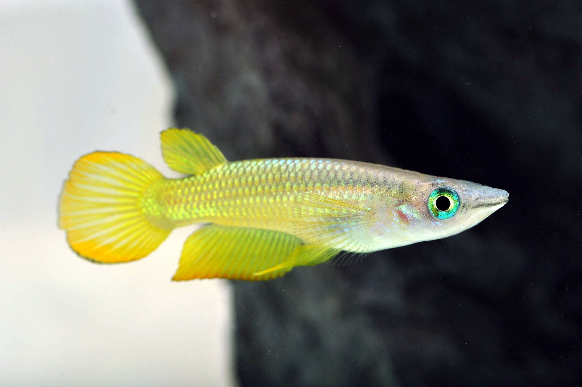 Goldener Streifenhechtling (Aplocheilus lineatus) mit prächtiger Färbung im Aquarium von Aquarissimo