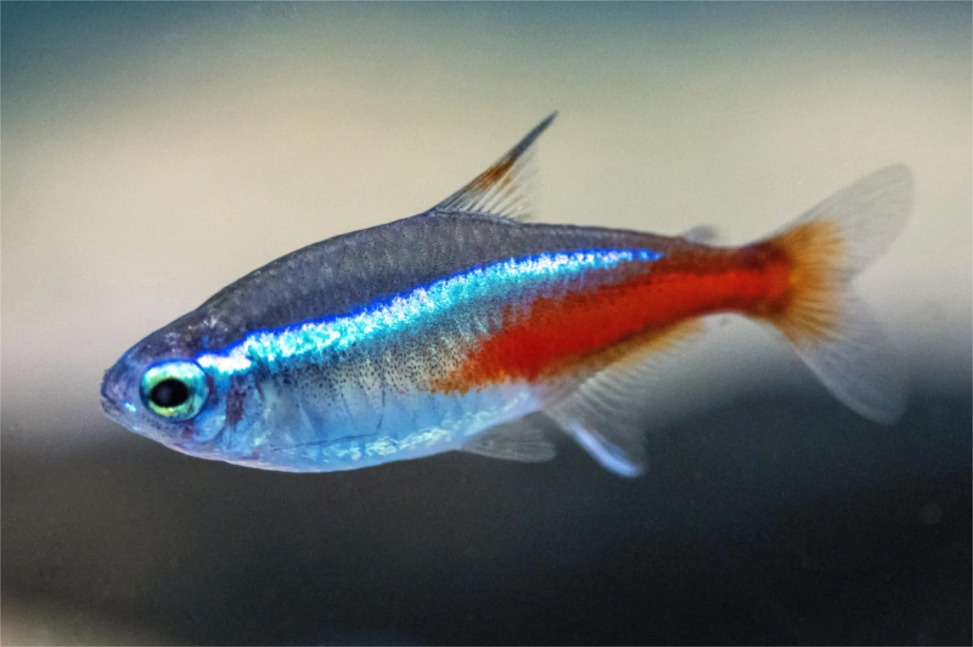 Klassischer Neontetra (Paracheirodon innesi) im Aquarium bei Aquarissimo