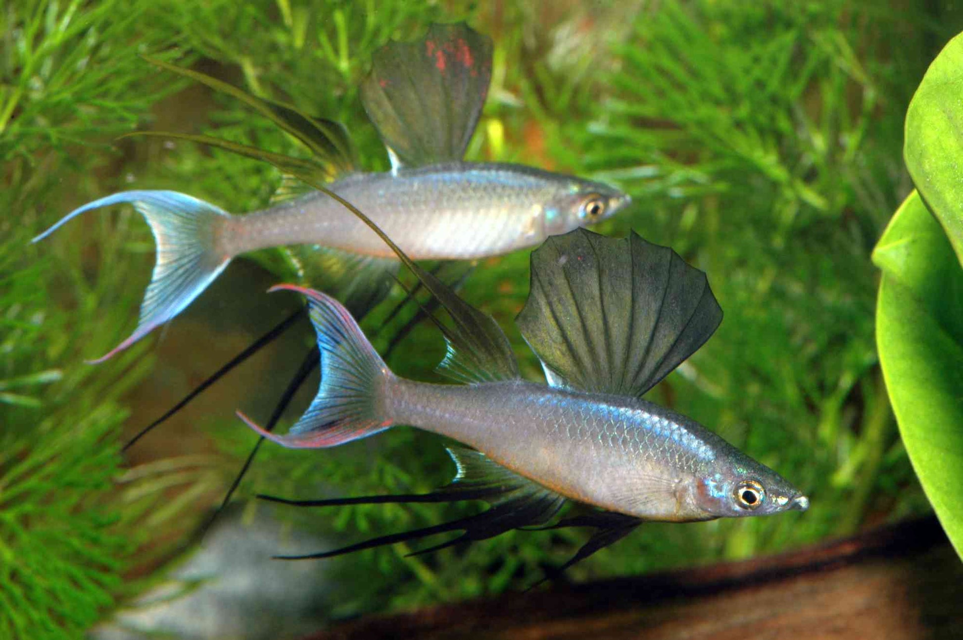 Zwei prächtige Männchen des Prachtregenbogenfisches (Iriatherina werneri) mit ausgeprägten Flossen bei Aquarissimo