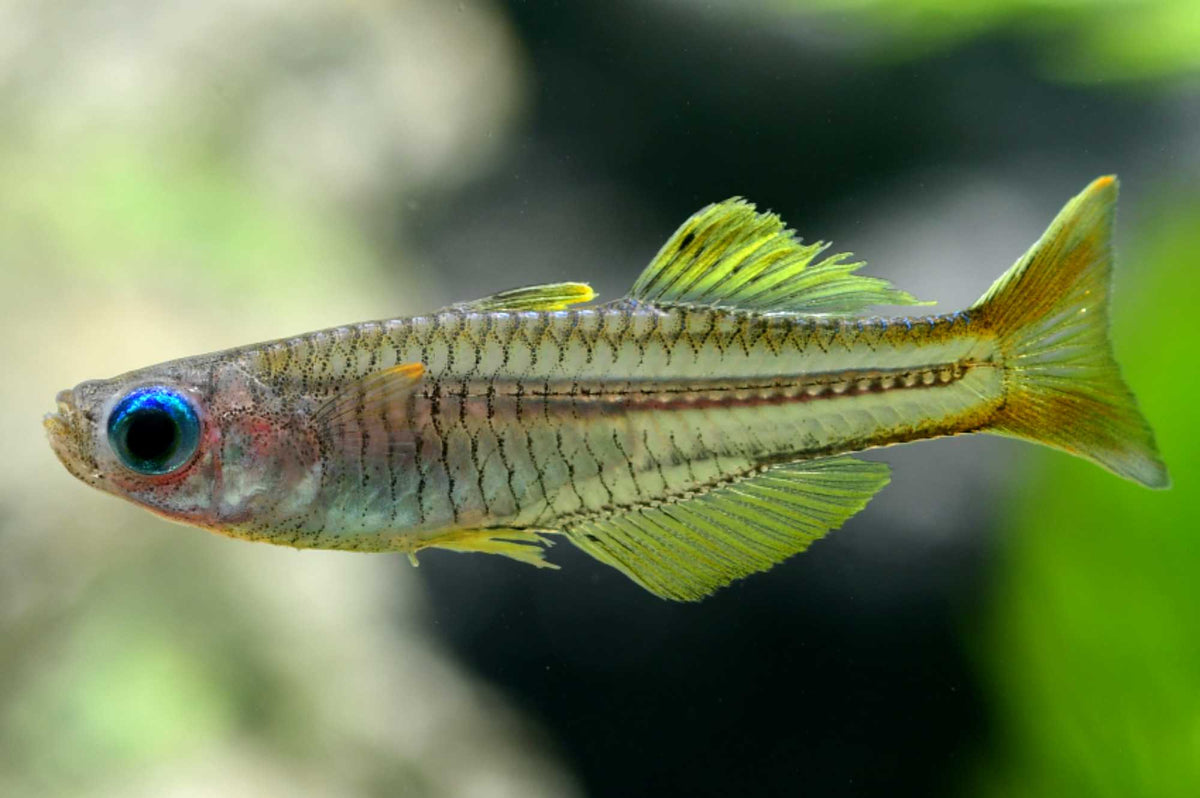Blauaugen-Regenbogenfisch (Pseudomugil ivantsofi) – lebhaftes Exemplar aus dem Bestand von Aquarissimo