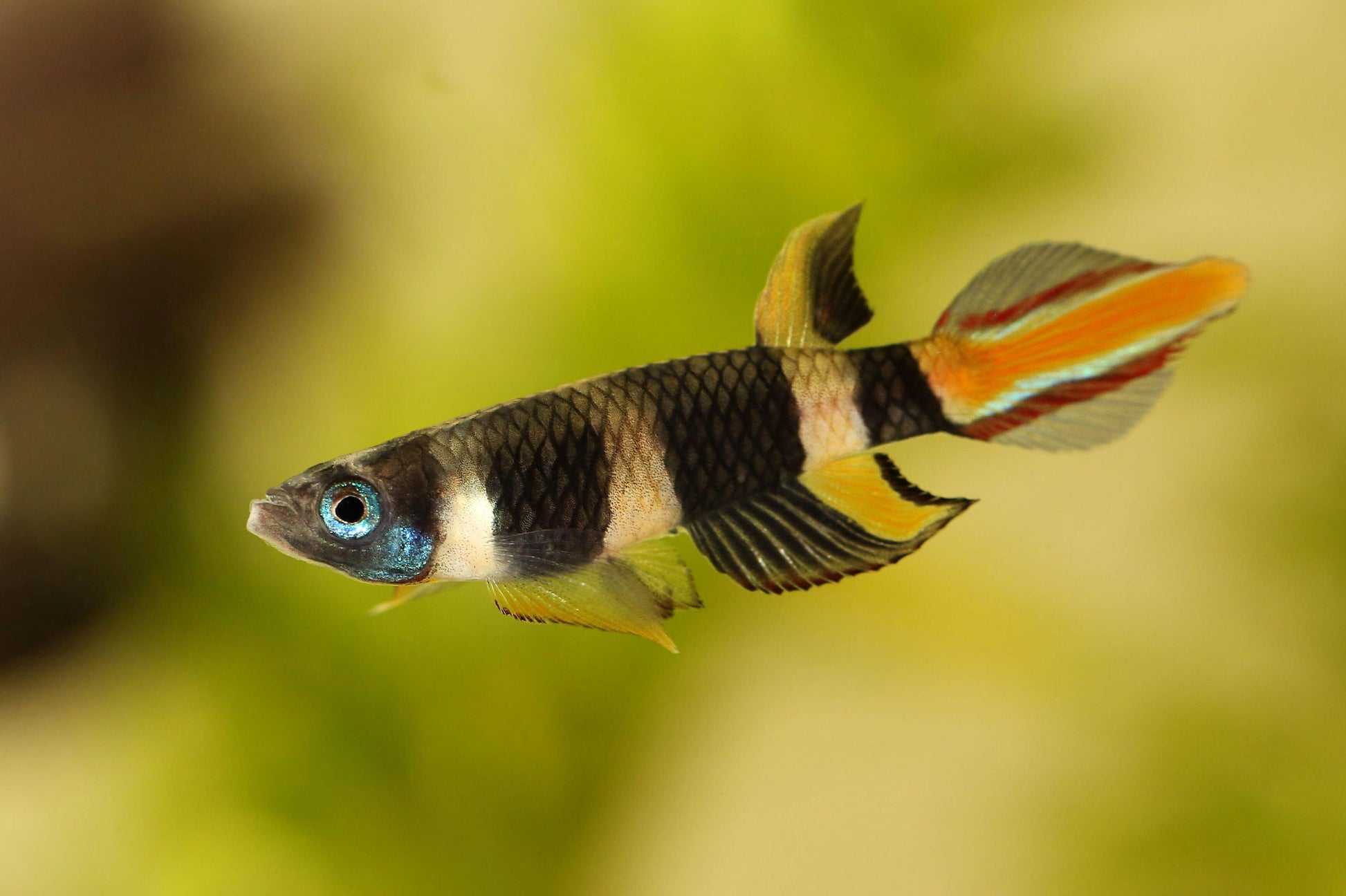 Ringelhechtling (Epiplatys annulatus) mit beeindruckender Färbung aus dem Sortiment von Aquarissimo