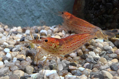 Rote Amanogarnele (Caridina multidentata) – seltene rote Zuchtform der Amanogarnele bei Aquarissimo