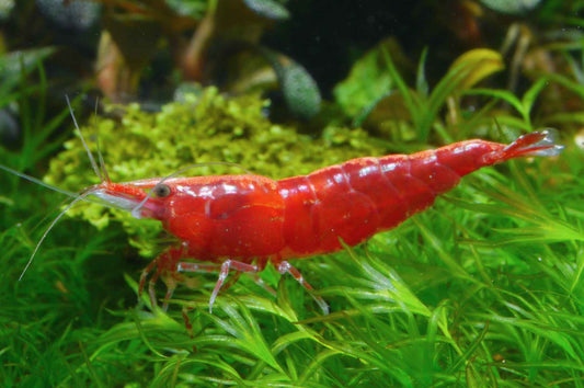 Rote Sakura Garnele (Neocaridina davidi) – farbintensive Zwerggarnele aus dem Sortiment von Aquarissimo