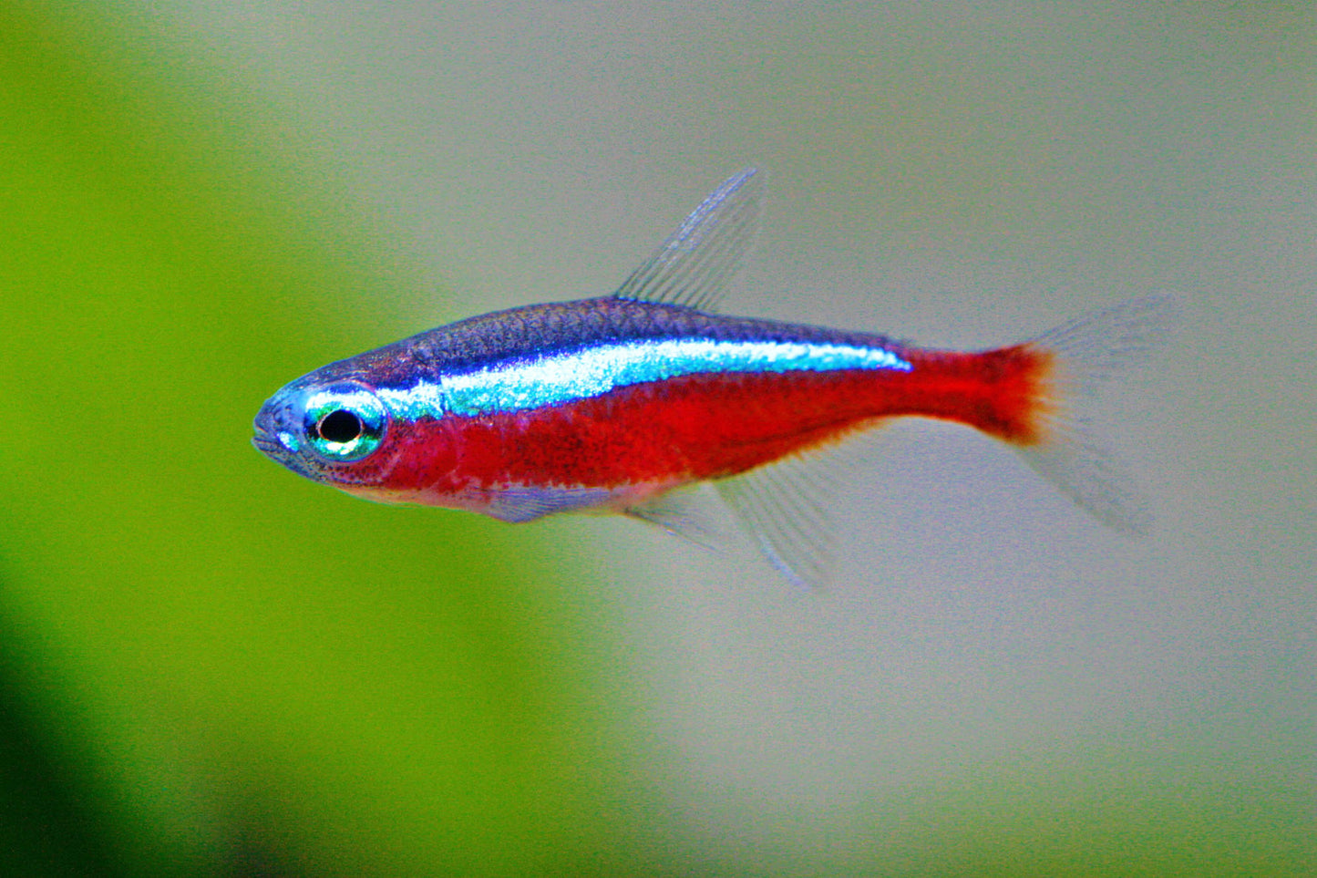 Roter Neon (Paracheirodon axelrodi) mit leuchtenden Farben bei Aquarissimo