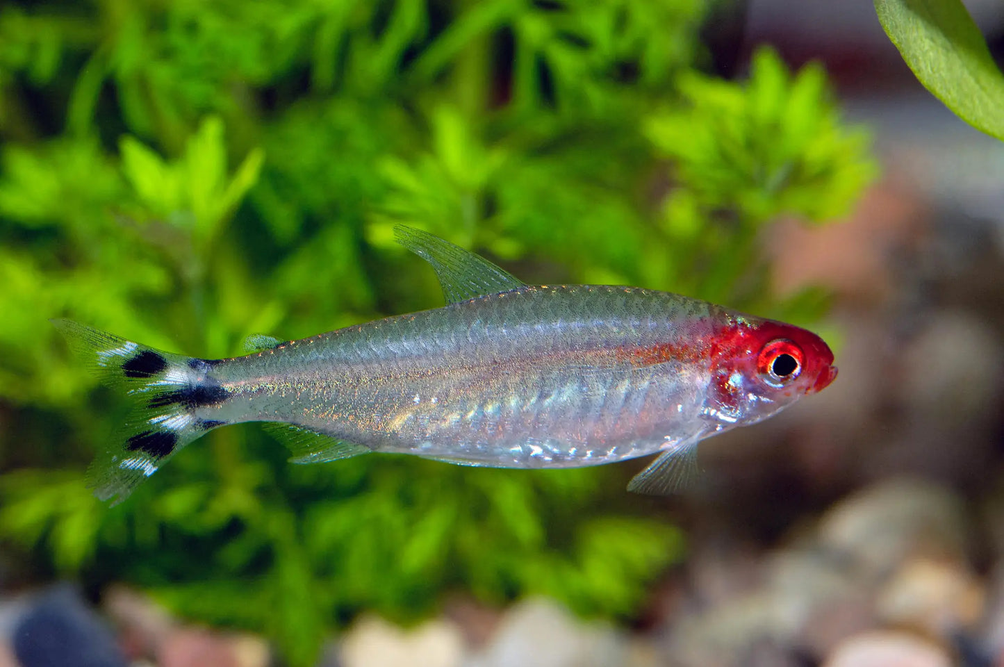 Rotkopfsalmler (Hemigrammus bleheri) im bepflanzten Aquarium von Aquarissimo