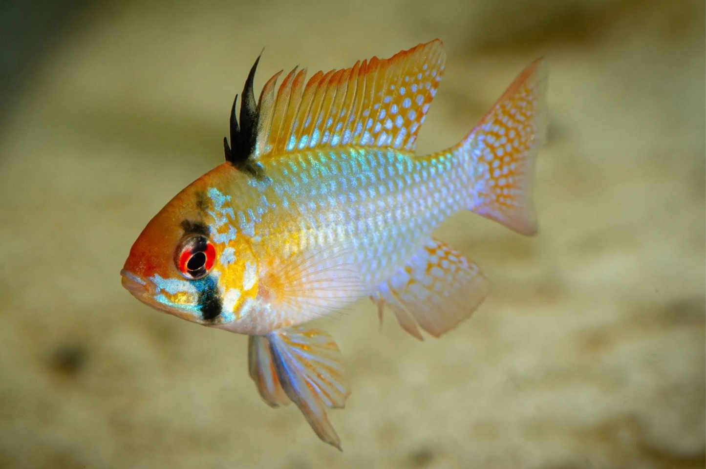Schmetterlingsbuntbarsch (Mikrogeophagus ramirezi) in einem bepflanzten Süßwasseraquarium.